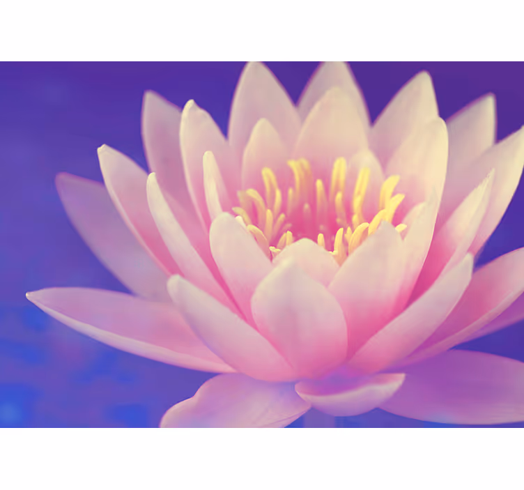 Mutfak stor perde pembe lotus çiçeği - TenStickers