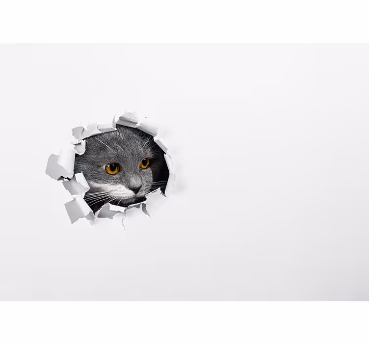 Beyaz stor perde sevimli kedi - TenStickers