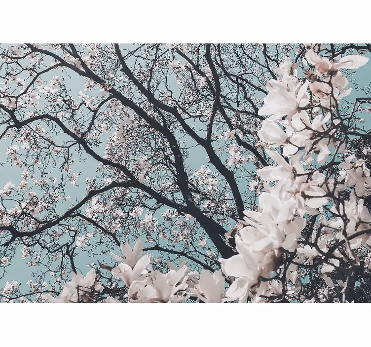 Oturma odası stor perde japon kiraz Çiçeği şıklığı - TenStickers