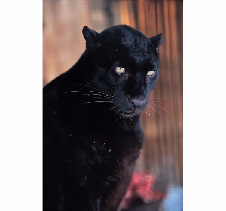 Oturma odası stor perde - leopar avı - TenStickers