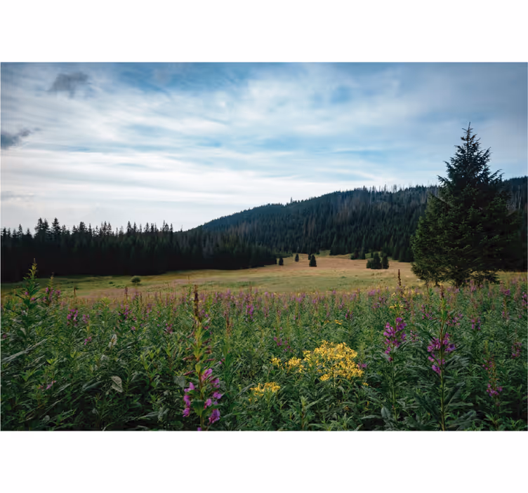 Oturma odası stor perde - İlkbaharda tatra park - TenStickers