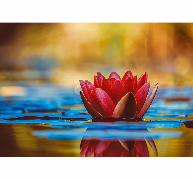 Oturma odası stor perde zen yansımalı lotus çiçeği - TenStickers