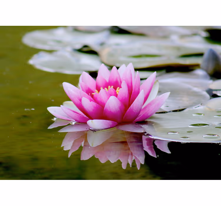 Oturma odası stor perde pembe zen loto çiçeği - TenStickers