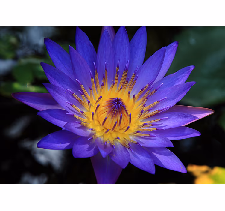Oturma odası stor perde mor lotus çiçeği - TenStickers