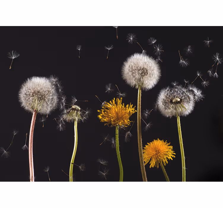 Oturma odası stor perde dandelion doğası - TenStickers
