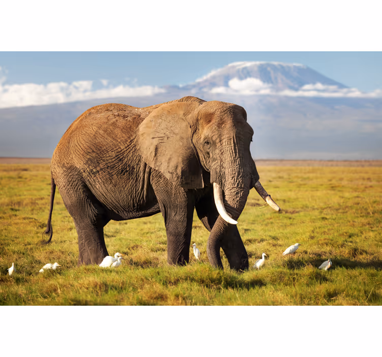 Oturma odası stor perde kilimanjaro fili - TenStickers