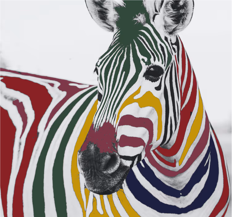 Oturma odası stor perde - renkli zebra tablo sanatı - TenStickers