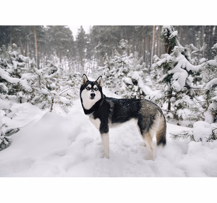Beyaz stor perde kış ormanı ve husky köpeği - TenStickers