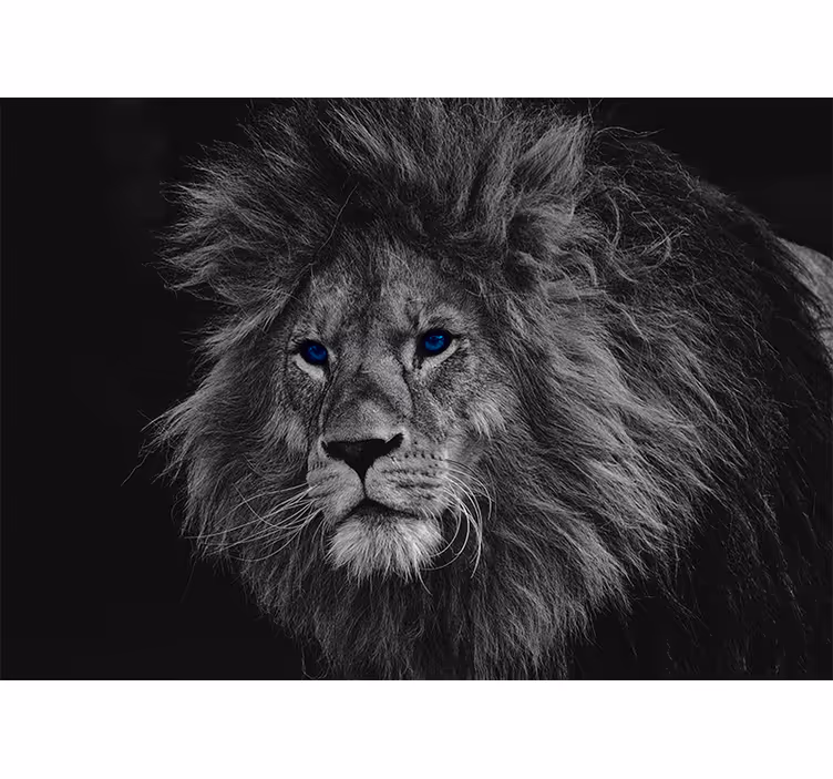 Gri stor perde mavi gözlü aslan - TenStickers