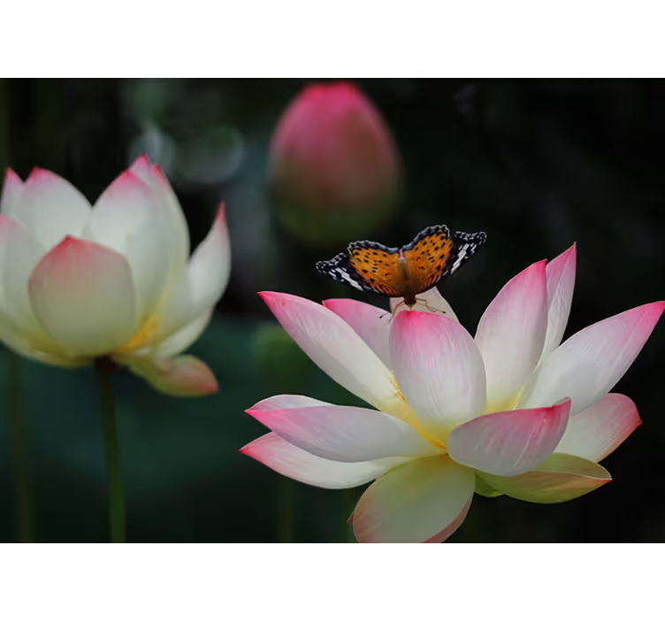 Yatak odası stor perde kelebekli parlak lotus çiçeği - TenStickers