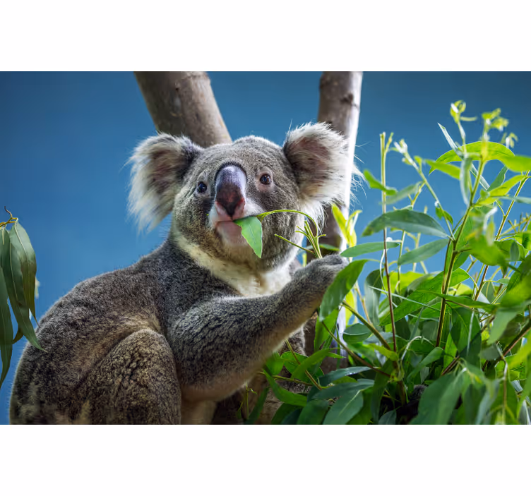 Yatak odası stor perde sevimli koala ayıları - TenStickers