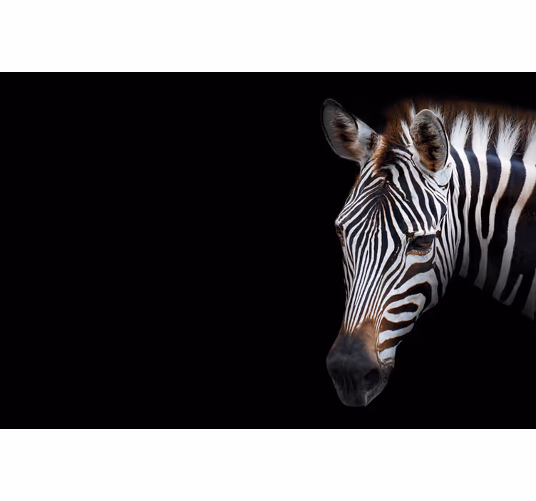 Siyah stor perde zebra desen - TenStickers