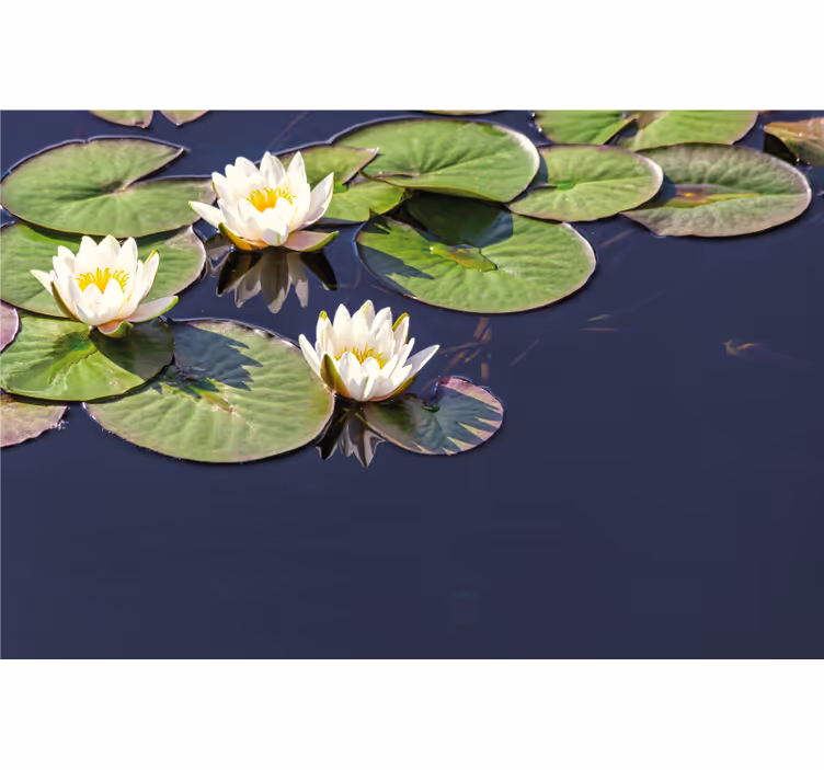 Yatak odası stor perde lotus gerçekçi gölet - TenStickers