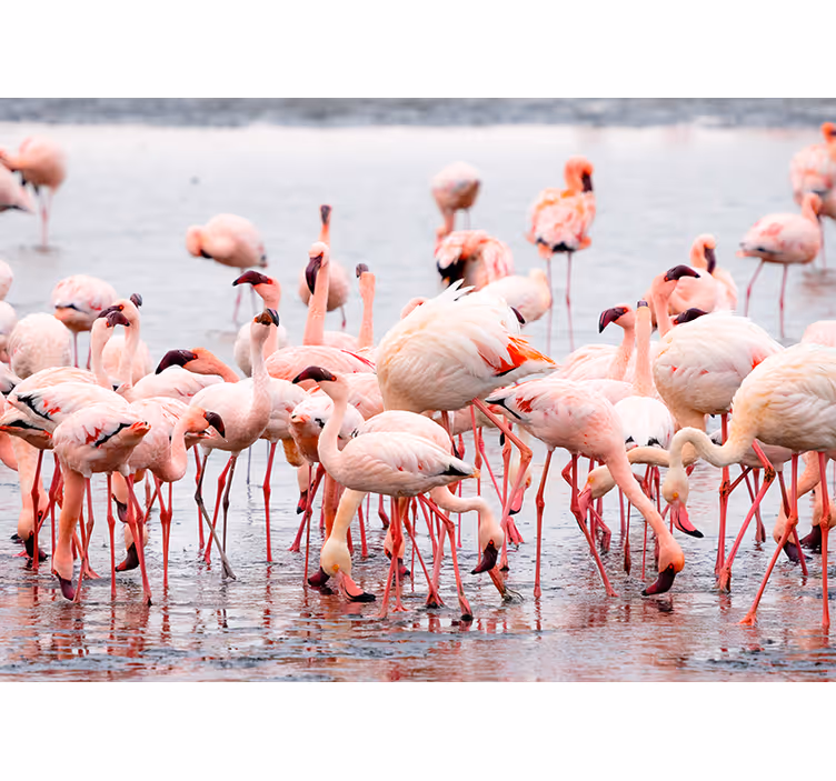 Oturma odası stor perde - flamingolar ile camargue bölgesi - TenStickers
