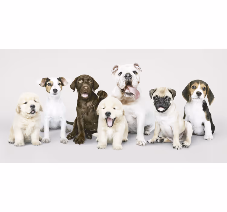Hayvanlar stor perde - köpek yavrusu fotoğrafçılığı - TenStickers
