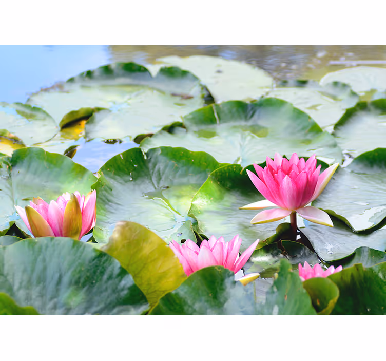 Zen stor perde lined lotus çiçekleri - TenStickers