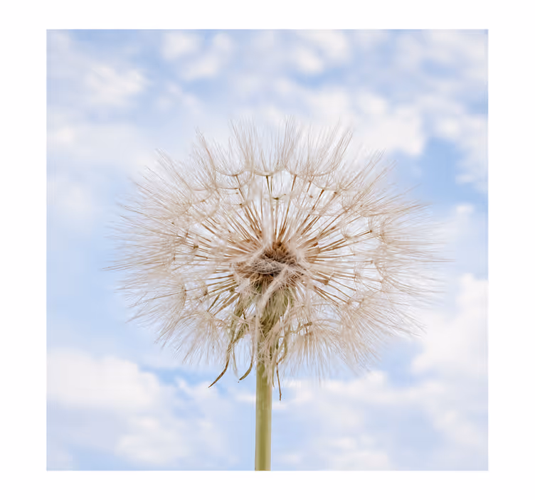 Beyaz stor perde - dandelion çiçeği - TenStickers