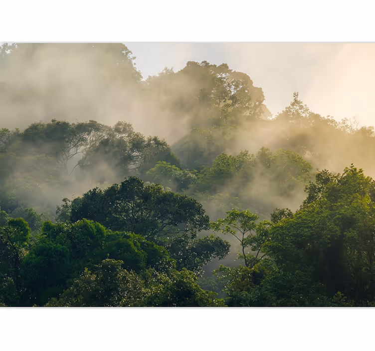 Orman duvar resim lush jungle canopy - TenStickers