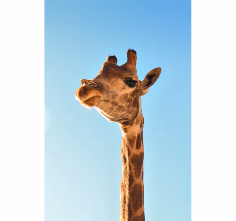 Afrika tarzı duvar resmi zürafa yakın Çekim - TenStickers