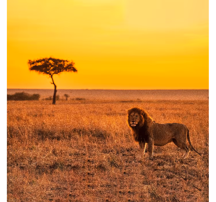 Afrika tarzı duvar resmi akşam vahşi savanna ağacı - TenStickers