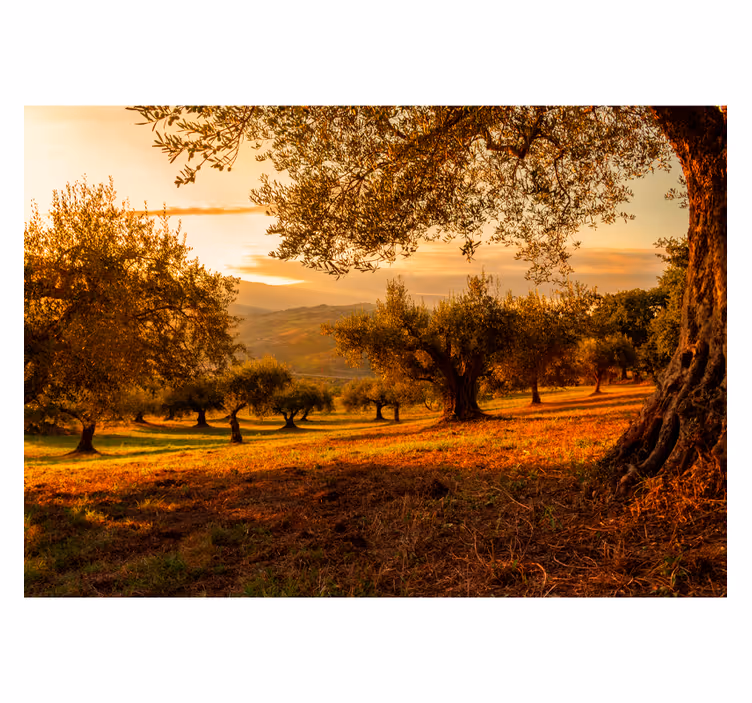 Zeytin ağaçları ağacı duvar resmi - TenStickers