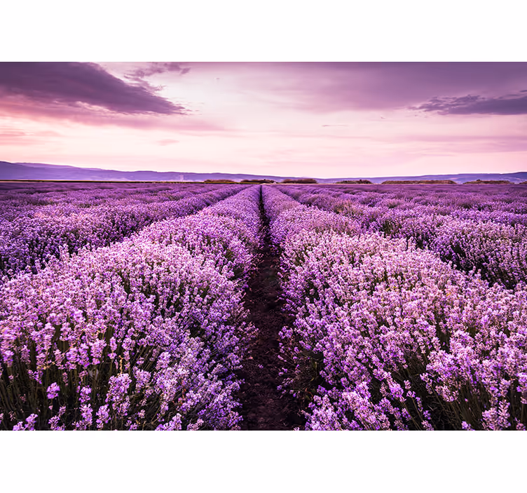 Provence lavanta duvar resmi - TenStickers