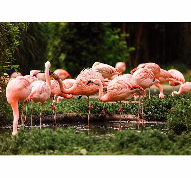 Flamingo grubu duvar resmi - TenStickers