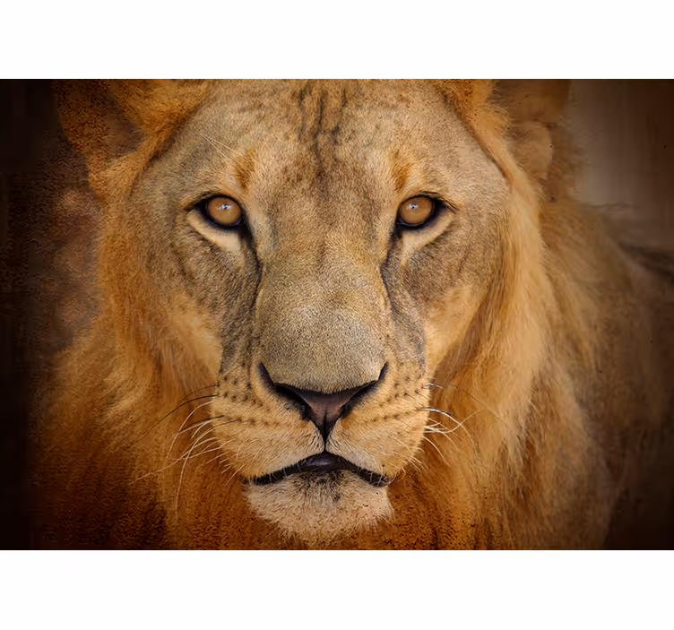 Vahşi aslan hayvan duvar resmi - TenStickers