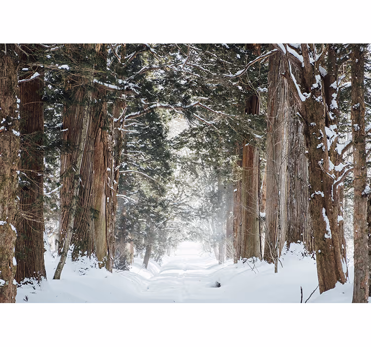 Orman duvar resmi - buzlu orman yolu - TenStickers