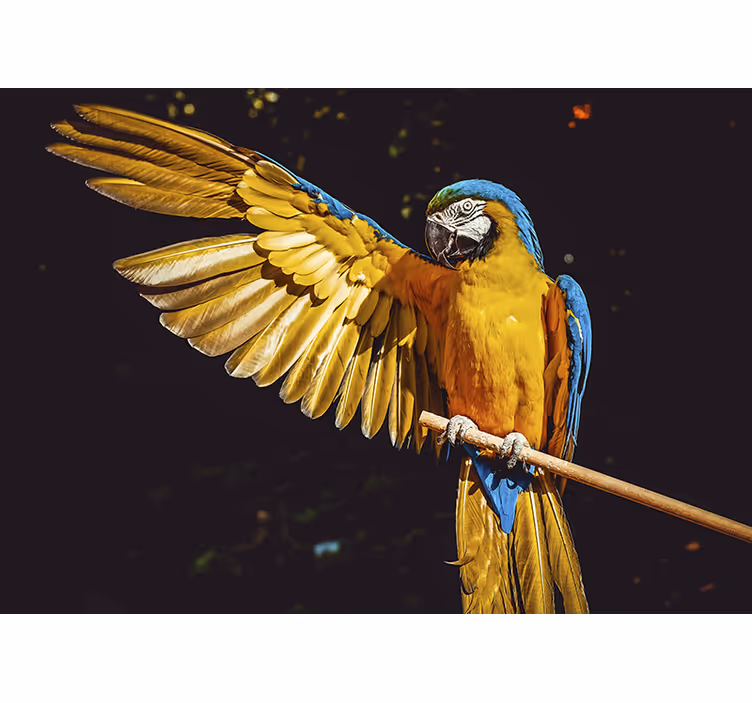 Tropik kuş duvar fotomural - TenStickers
