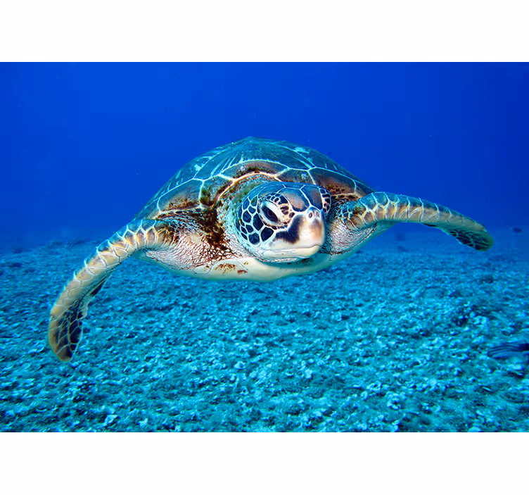 Hawksbill deniz kaplumbağası hayvan duvar resmi - TenStickers