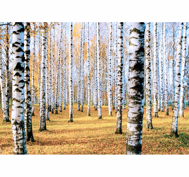 Huş ağacı fotoğraf duvar resmi - TenStickers