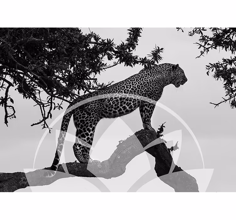 Ağaçtaki leopar hayvan duvar resim - TenStickers