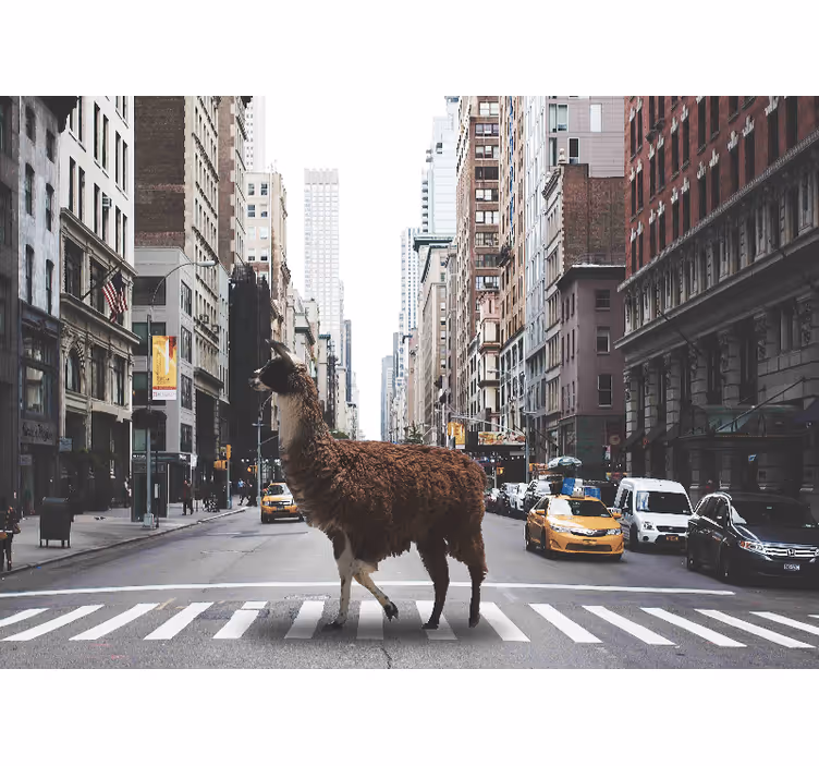 New york'ta bir lama duvar resmi - TenStickers