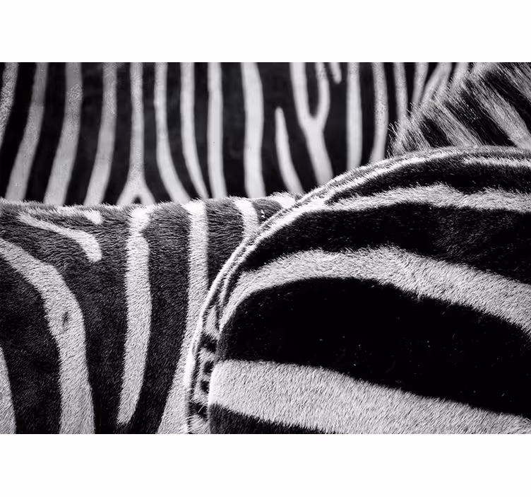 Gerçekçi zebra çizgileri hayvan duvar resim - TenStickers