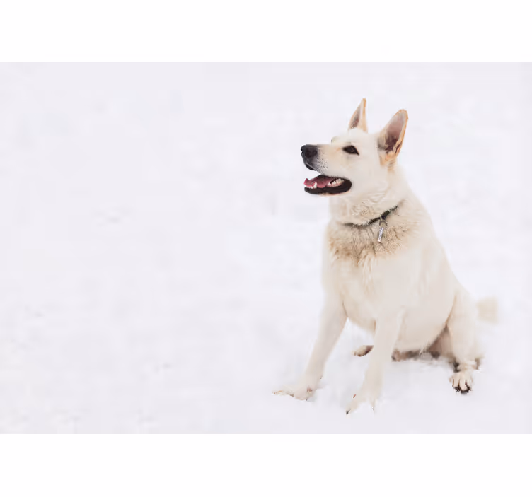 Mutlu beyaz köpek hayvan duvar resim - TenStickers