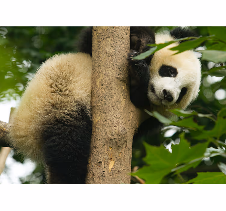 Ağaçtan asılı panda duvar resmi - TenStickers