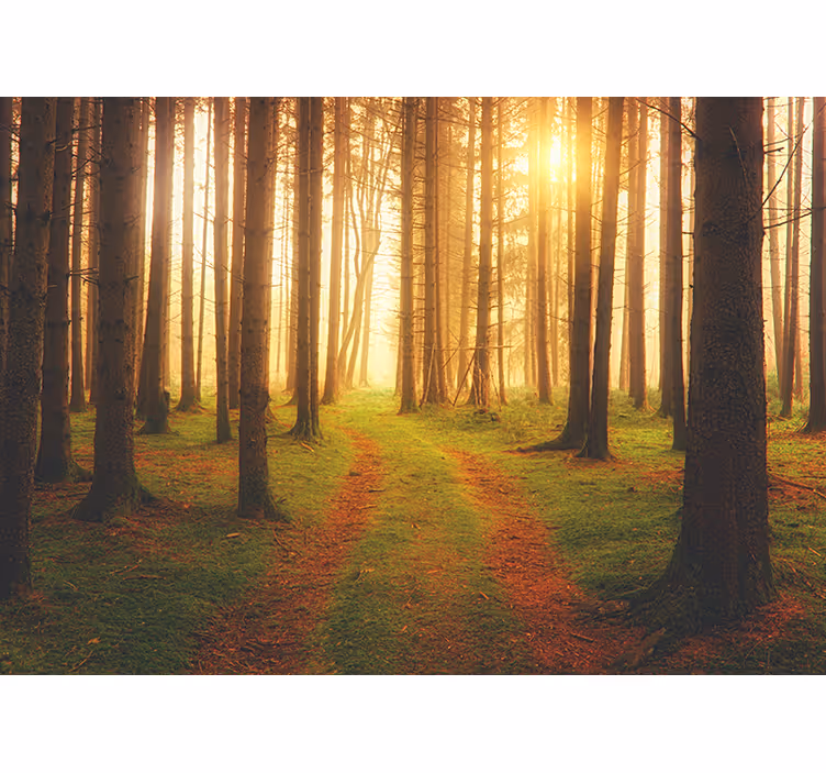 Orman duvar resmi woodland trail manzarası - TenStickers