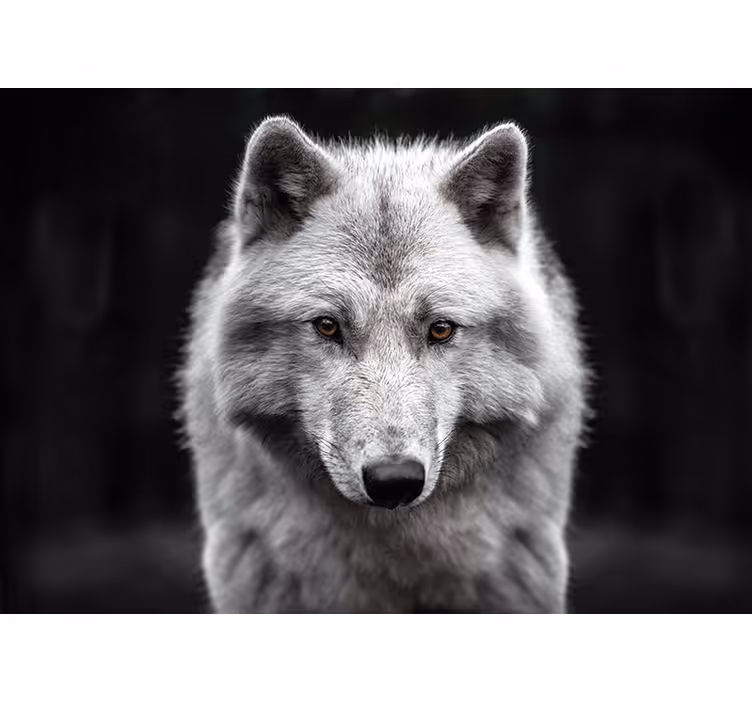 Beyaz kurt duvar fotoğraf duvar - TenStickers