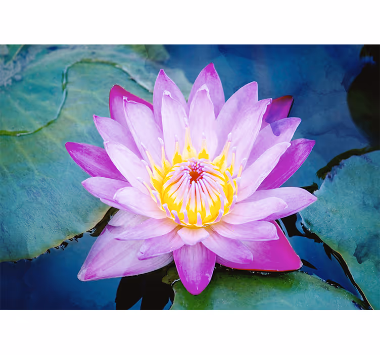 Mor lotus çiçeği duvar resmi - TenStickers
