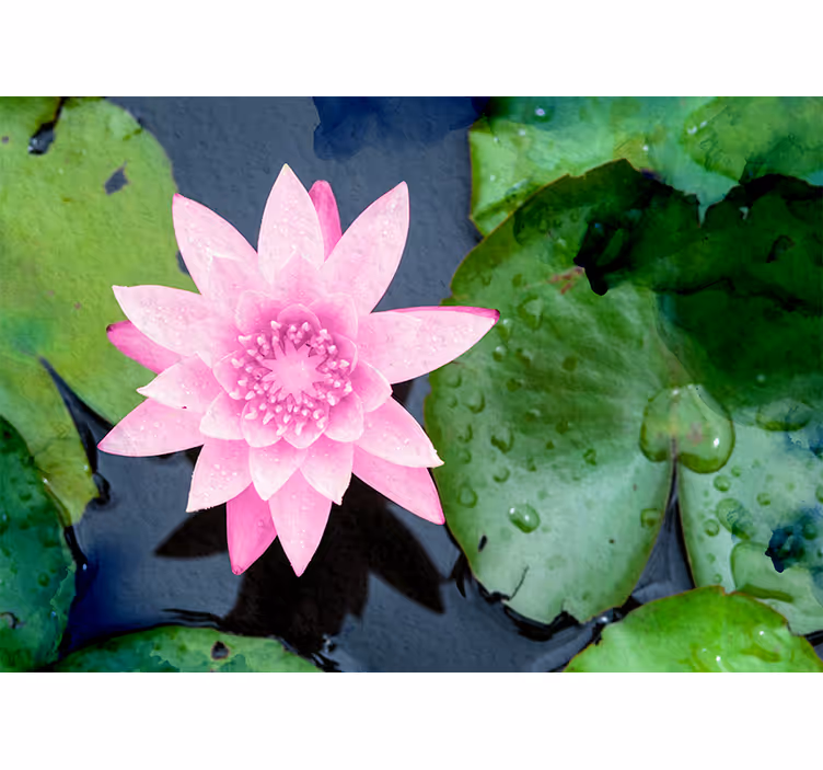 Pembe lotus çiçeği duvar resmi - TenStickers