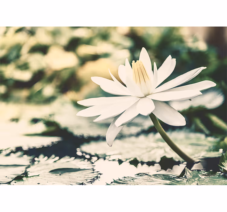 Göl üzerinde beyaz lotus duvar resmi - TenStickers