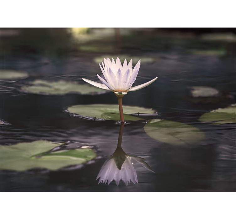 Lotus çiçeği yansıması çiçek duvar resim - TenStickers