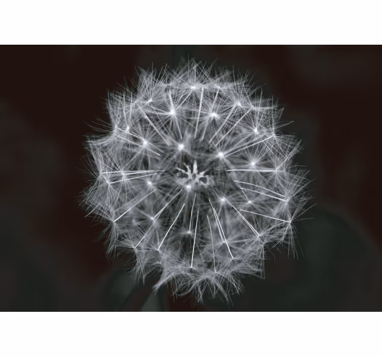 Blowball çiçek gri karahindiba duvar kağıdı - TenStickers
