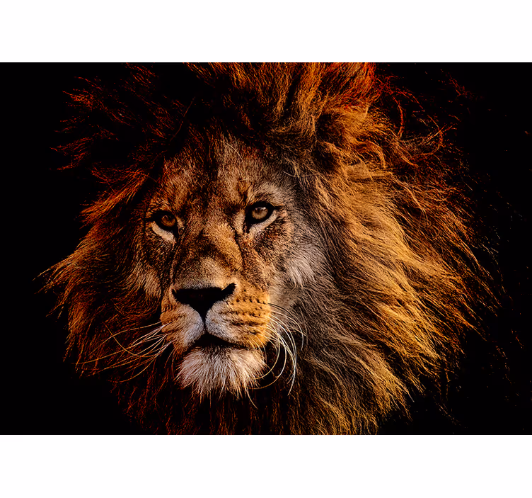 Aslan arka planda aslan duvar resmi - TenStickers