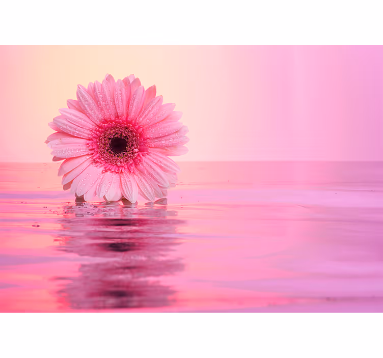 Pembe gerbera çiçekleri duvar kağıdı - TenStickers