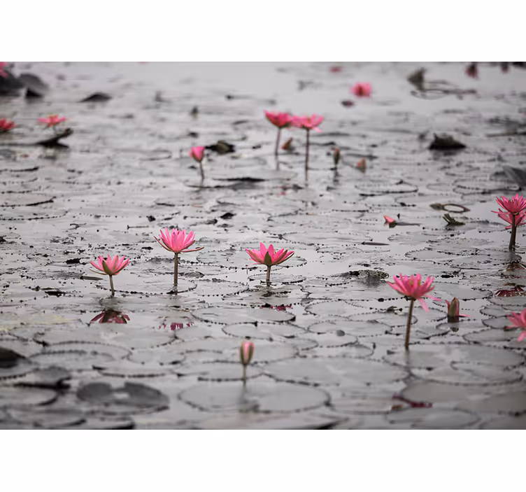 Çiçek duvar resmi pembe lotus Çiçekleri - TenStickers