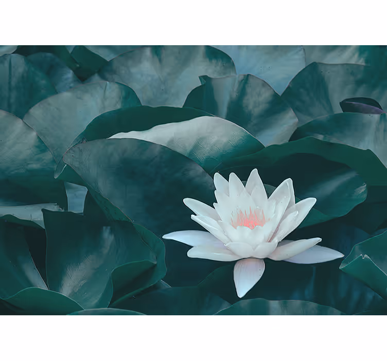 Zen beyaz lotus çiçeği duvar kağıdı - TenStickers