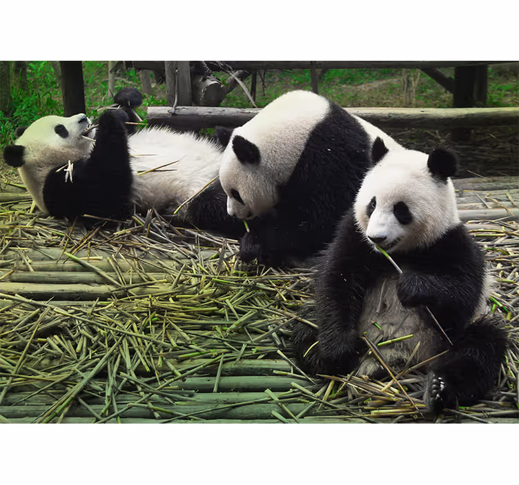 Oyuncu panda ailesi hayvan duvar resim - TenStickers