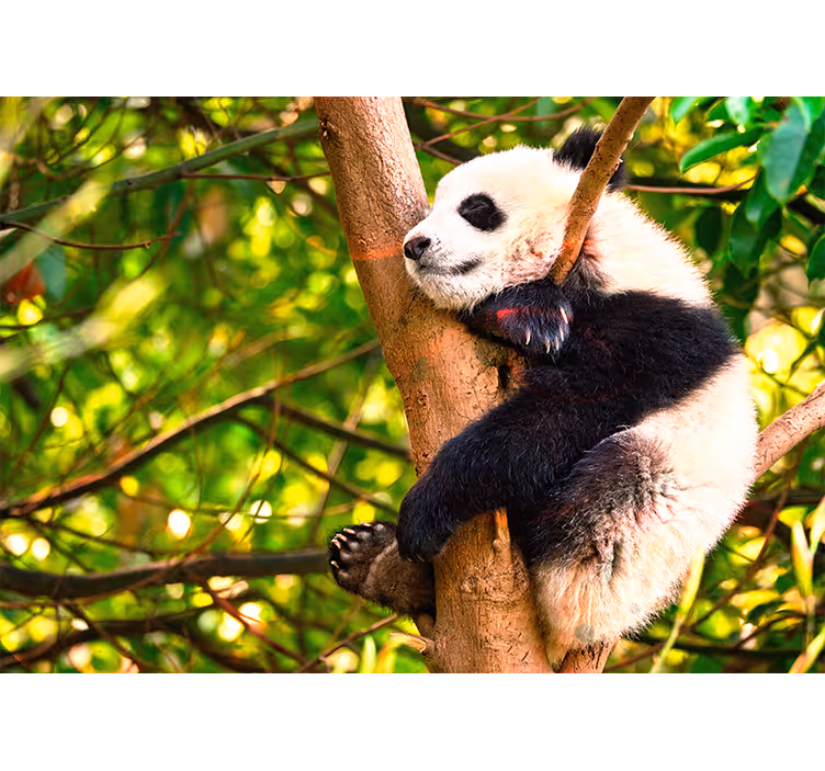 Rahatlatıcı panda yavrusu hayvan duvar resim - TenStickers